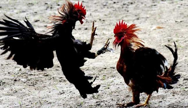 Gallo - pelea - marzo 4 2019